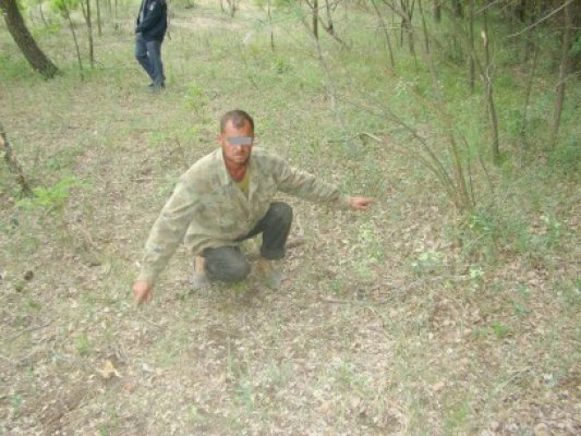 Prins după ce a tăiat aproape 100 de copaci în pădurea Letea